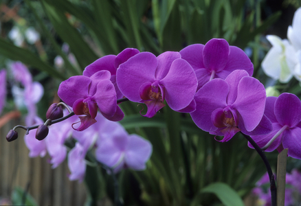 Phalaenopsis x/Phalaenopsis 'Jewel'