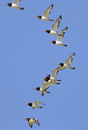 Haematopus ostralegus/Oystercatcher