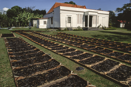Vanilla fragrans/Vanilla/Sun drying at De-Floris/Ile de la Reunion