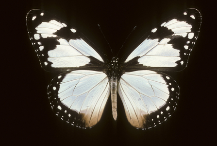 Amauris niavius