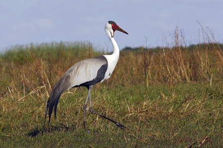 Grus carunculatus/Caronculee Crane/Wattled Crane