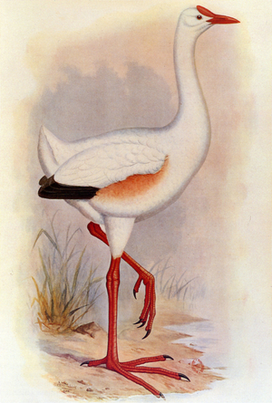 Illustration/Leguatia gigantea/Giant de Leguat