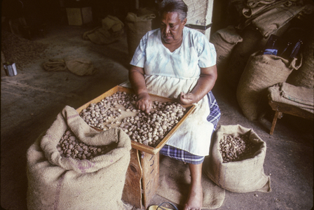 Myristica Fragans/Nutmeg/Nutmeg/Nutmeg/Mace