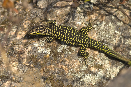 Archaeolacerta bedriagae/Lizard de Bedriaga/Lizard montagnard corsica