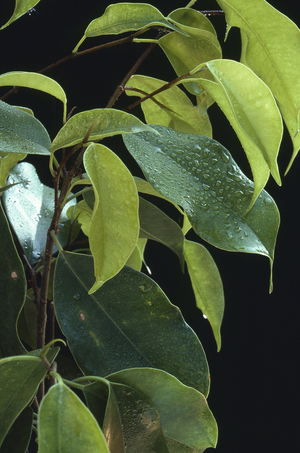 Ficus benjamina/Weeping fig tree