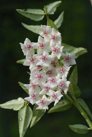 Hoya lanceolata ssp. bella/Hoya bella