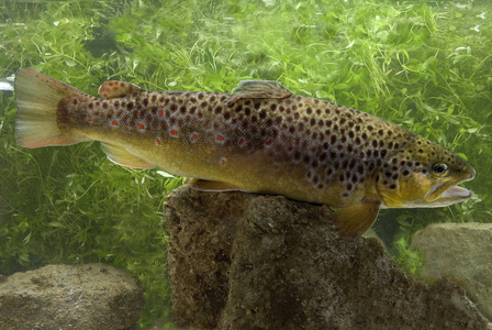 Salmo trutta fario/Fario trout/River trout