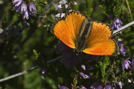 Heodes virgaureae/Satin Argus/Goldenrod Copper/Scarce Copper/Male