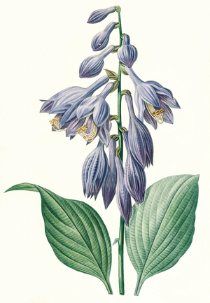 Botanical Illustration/Redoubt/Hosta ventricosa