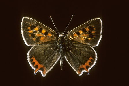 Lycaena phlaeas/Common Copper