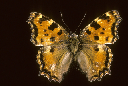 Polychlorinated Nymphalis/Great Turtle