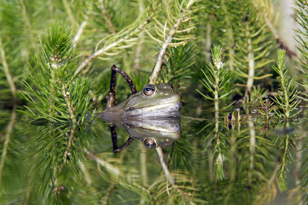 Rana esculenta/Green Frog/Green Frog/Edible Frog