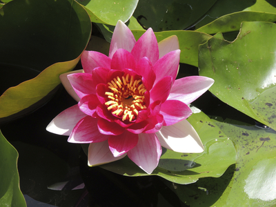 Nymphaea x/Water Lily