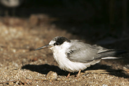 Sterna albifrons/Dwarf Tern/Little Tern