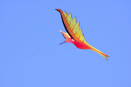 Kite/Berck-sur-Mer/Hauts-de-France