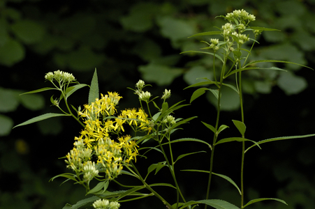 Senecio nemorensis subsp. nemorensis/Senecio hercynicus/Senecon des bois/Senecon du Harz/Senecon hercynien