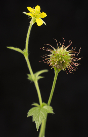 Geum urbanum/Common Benoite/City Benoite/St. Benedict's Herb/City Avens