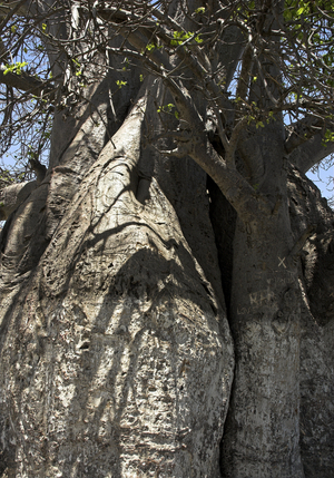 Baobab/Adansonia digitata/High: 10 m/Circ: 21 m/Today snatched/Majunga/Madagasar
