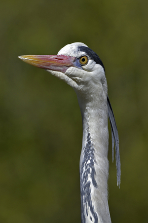 Ardea cinerea/Heron ash/Grey Heron
