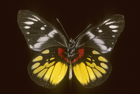 Delias henningia voconia