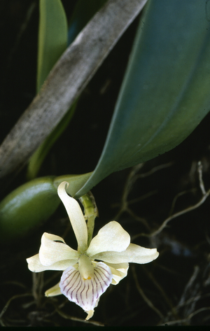 Fragrant encyclia