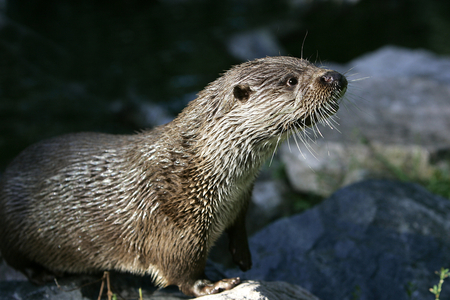 Lutra lutra/European Otter/European Otter