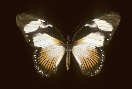 Papilio dardanus/Monarch Sailboat/Female
