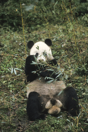 Ailuropoda Melanoleuca/Large Panda/Giant Panda