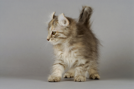 Cat/Kitten/Breed: American Curl Longhair/Name: Bastet de la Tender Complicite - MANDATORY MENTS: L'Arche Feline