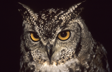 Bubo africanus/African Owl/Spotted Eagle Owl/African Eagle Owl