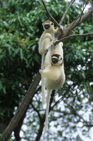 Propithecus verreauxi/Glass Propitheque/Glass's Sifaka