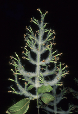 Duplicteria sp.