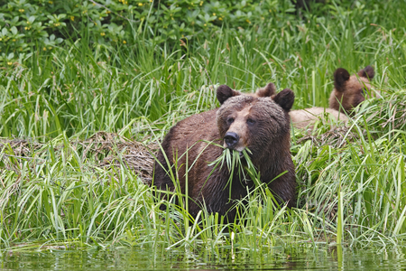 Ursus arctos horribilis/American Brown Bear/Grizzly Bear/Grizzly Bear