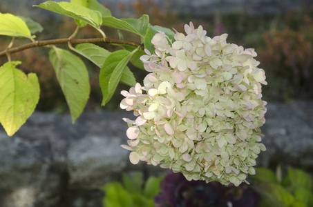 hydrangea paniculata/Hydrangea 'LimeLight'