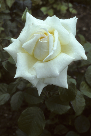 Rosa x/Pink 'Caroline de Monaco'