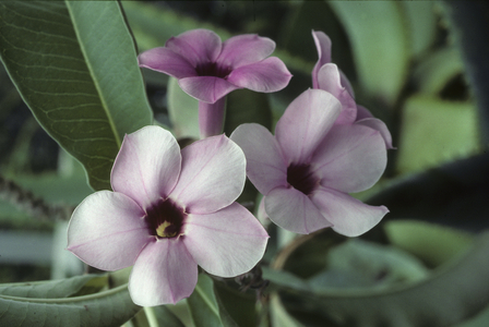 Adenium obesum/Desert Rose/Desert Rose