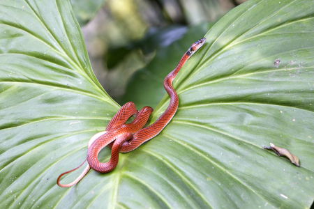 Drepanoides anomalus on Heliconia sp.