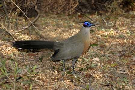 Gigas Coua/Giant Coua