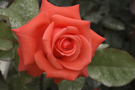 Rosa x/Pink 'Lady Rose'