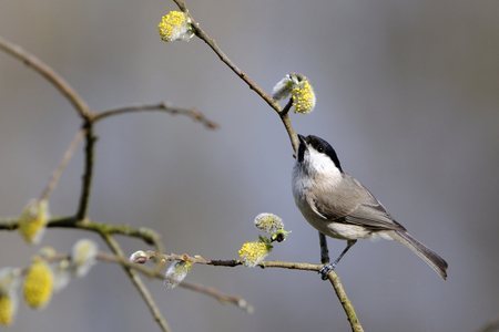 Parus palustris/Poecile palustris/Mesange nonnette/Marsh Tit