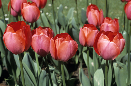 Tulipa x/Darwin Hybrid Tulip 'Gordon Cooper'
