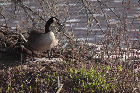 Branta canadensis/Canada Geese/Canada Goose