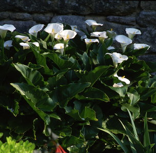 Zantedeschia aethiopica/Arum of Ethiopia