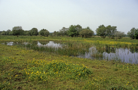 Marais Vernier/Brotonne Regional Natural Park/Eure/Haute Normandy/France