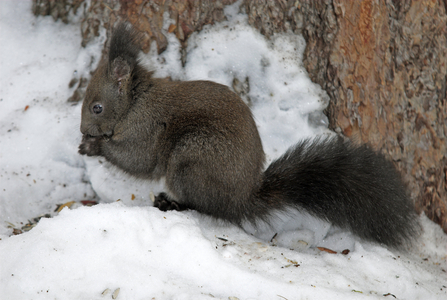 Sciurus vulgaris/Red Squirrel/Eurasian Red Squirrel