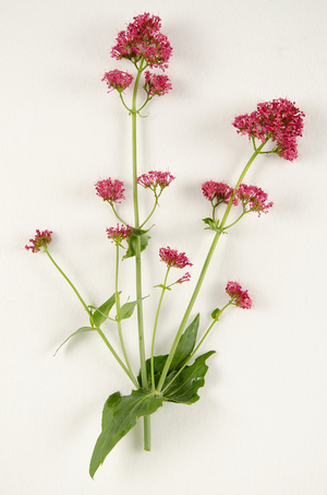 Botanical board/Centranthus ruber/Centranthe red/Valeriane rouge/Spur Valerian