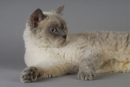 Cat/Breed: Selkirk Rex Short hair/Dress: Blue Point/Name: Mirkwood Verydiana - REQUIRED: Peyrat Cat