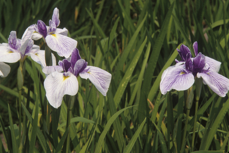 Iris kaempferi/Iris ensata/Japanese Iris/Kaempfer Iris