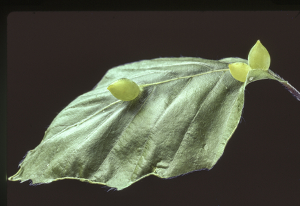 Mikiola fagi/Wales on beech/Fagus sylvatica