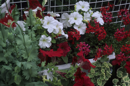 Petunia x hybrida/Petunia 'Hit Parade White' and 'Express Red'/Pelargonium x/Pelargonium ivy/Papaver orientalis/Poppy 'Danish Flag'